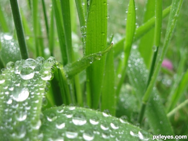 A world of dew