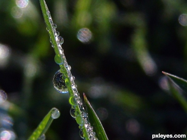 Morning Dew