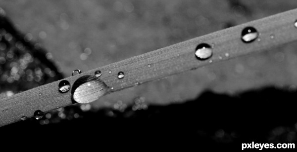 Black and White drops