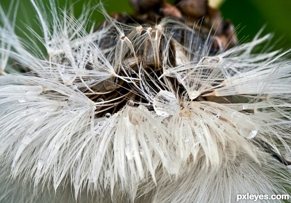 Dandelion