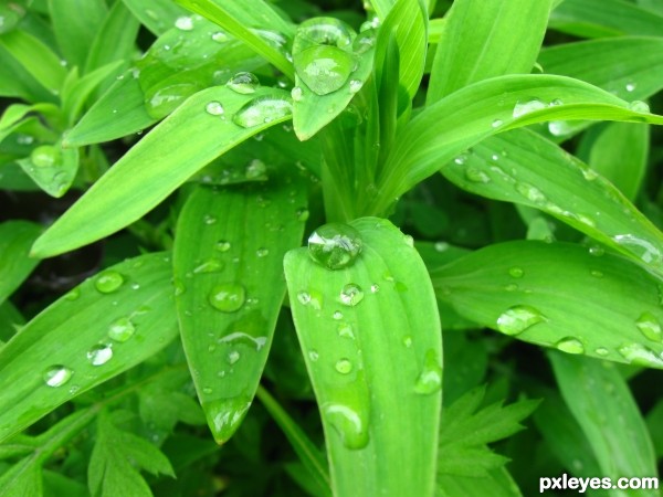 Dew on Greens