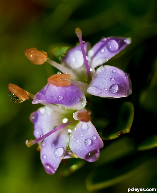 Dew on a little flower