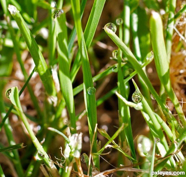 Dew on grass