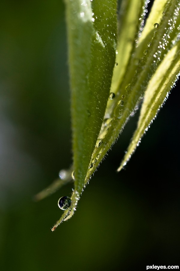 Dew on small leaves