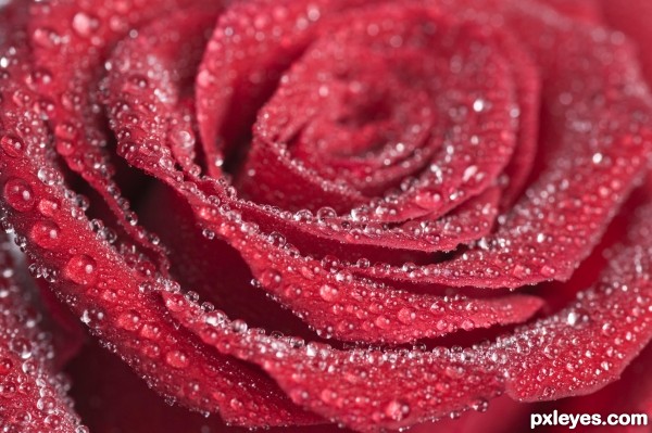 Rose with dew