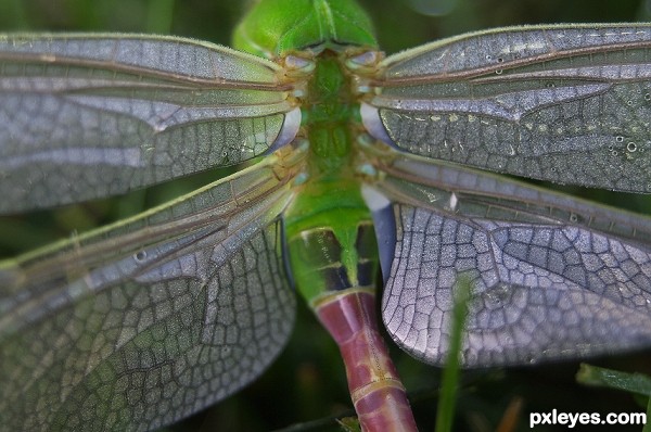 Wings of Dew