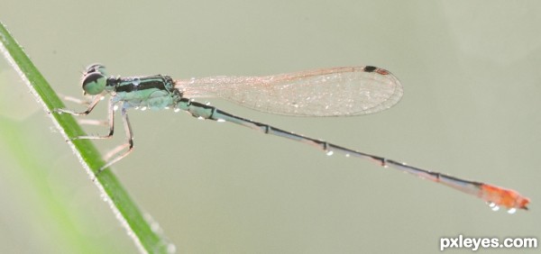 dewing dragonfly