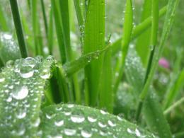 A world of dew