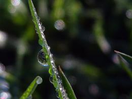 Morning Dew