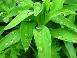 Dew on Greens