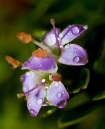 Dew on a little flower