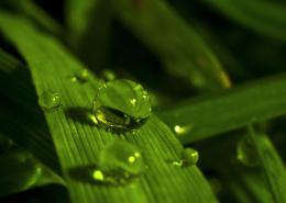 Droplets on a picnic 