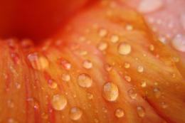 Orange Drops