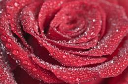 Rose with dew