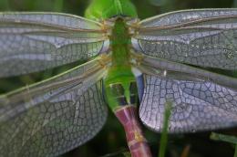 WingsofDew