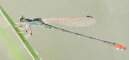 dewing dragonfly