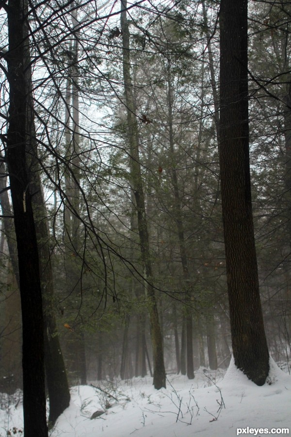 Fog On a Snowy Afternoon