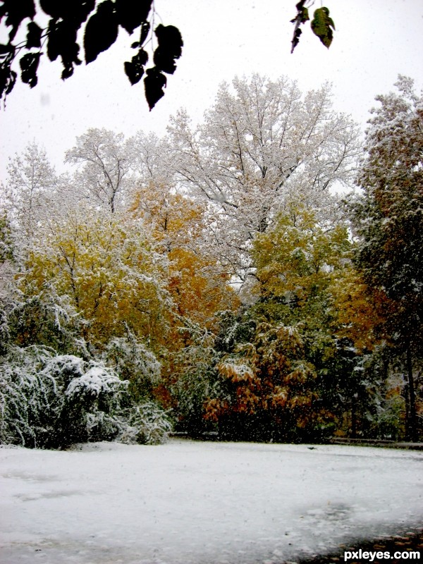 Snow on fall foliage