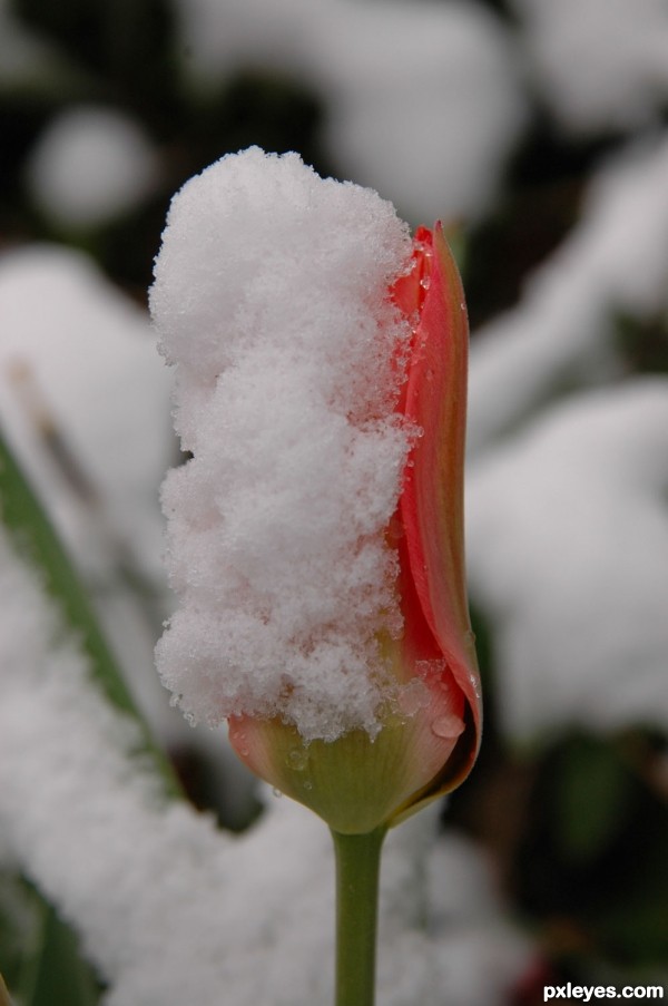 Snowy Tulip