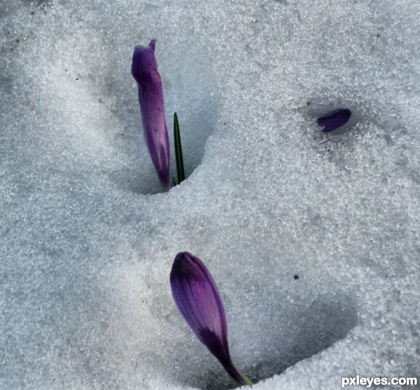 crocus