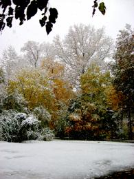 Snow on fall foliage