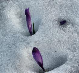 crocus