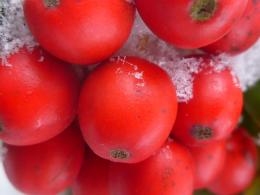 snowcoveredhollyberries