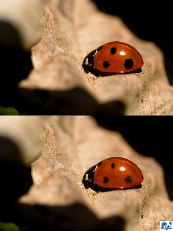 Ladybug