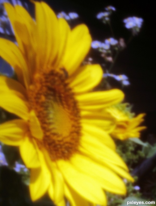 Creation of Bee on Sunflower: Final Result