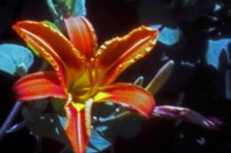 Tiger Lilly