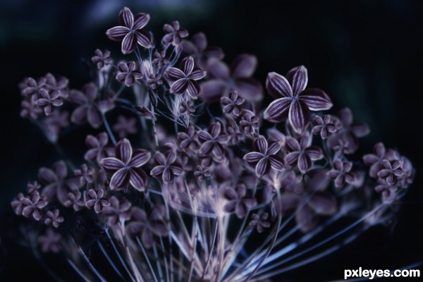 Creation of many purple dill flower open: Final Result