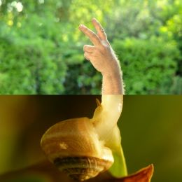 Snailfingers