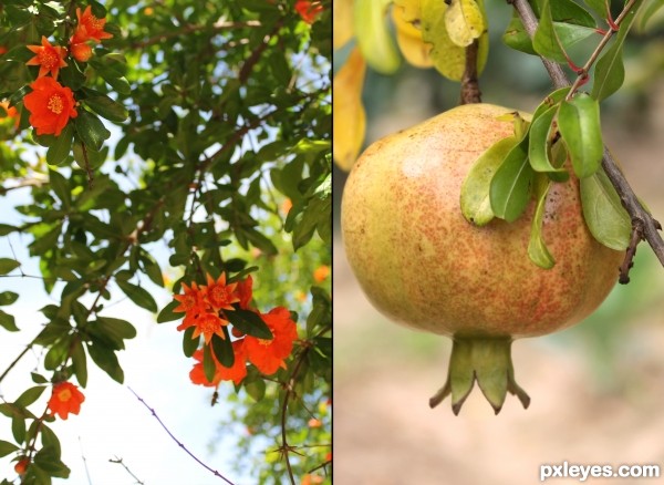 Pomegranate