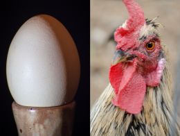 The Eternal Question - What was first created? Egg or Chicken