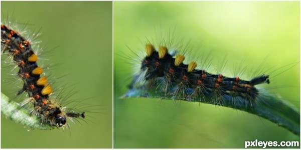 caterpillar