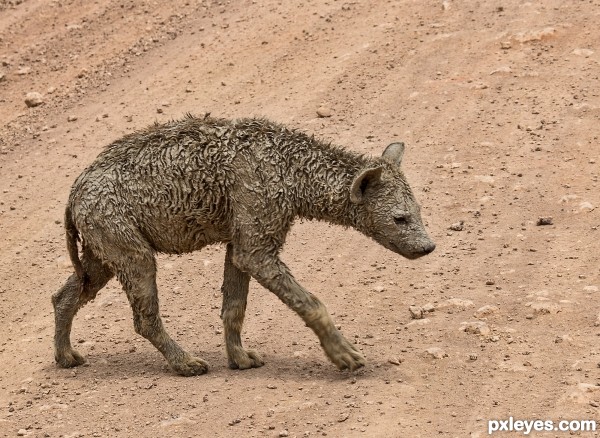 Covered in mud