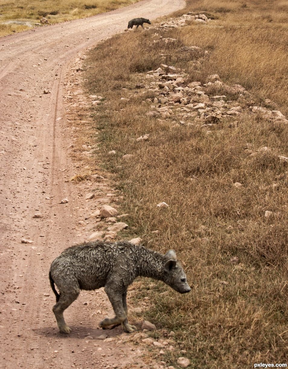 Muddy Hyena