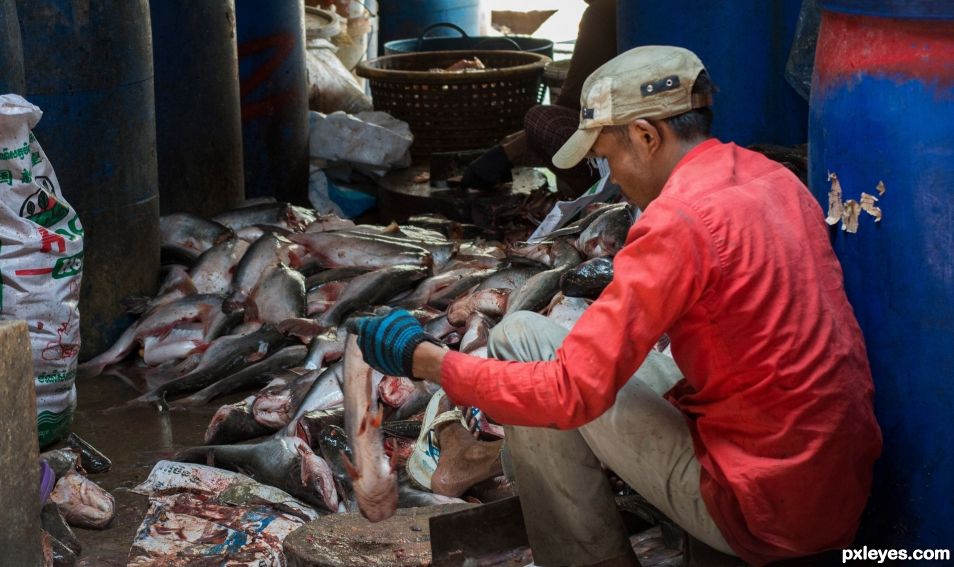 Making of Prahoc fish sauce