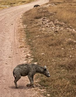 Muddy Hyena