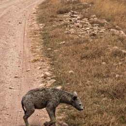 MuddyHyena