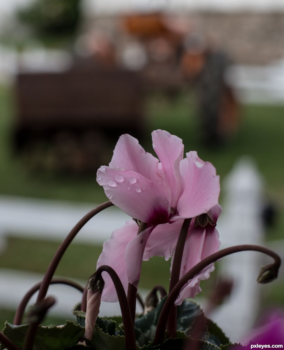 Cyclamen