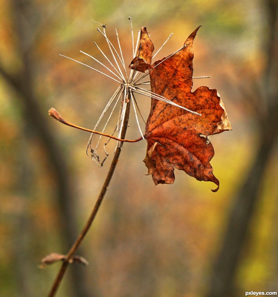 Warm Autumn Hues