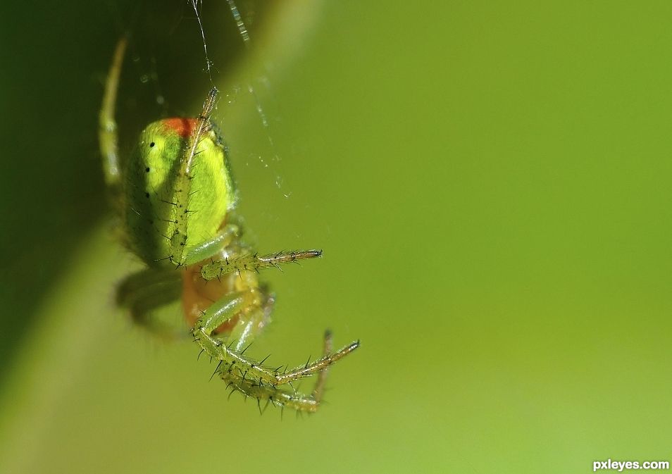 Green crab spider