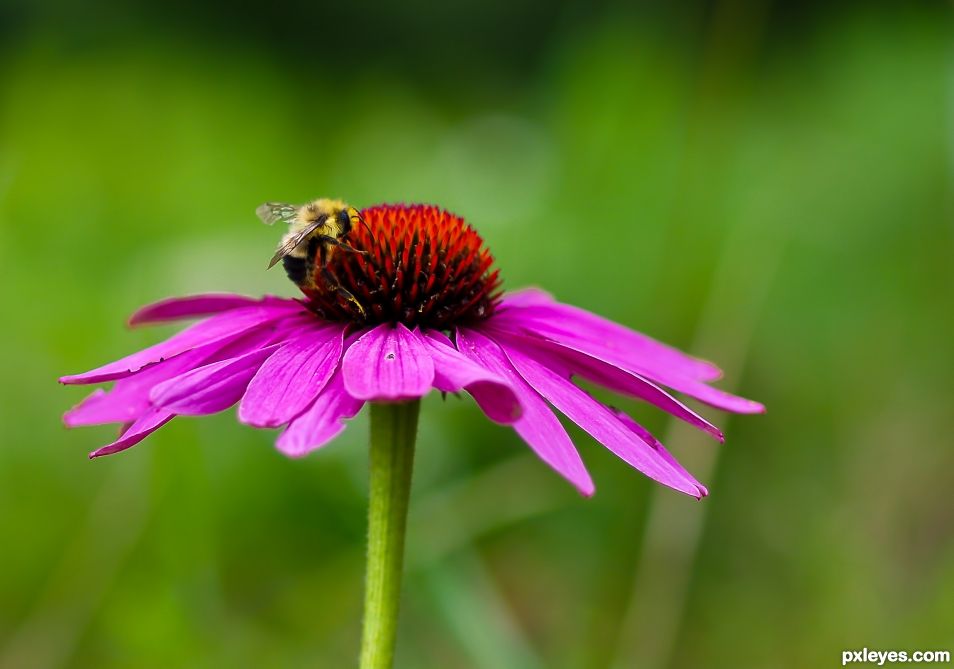 Bee on a Cornflower
