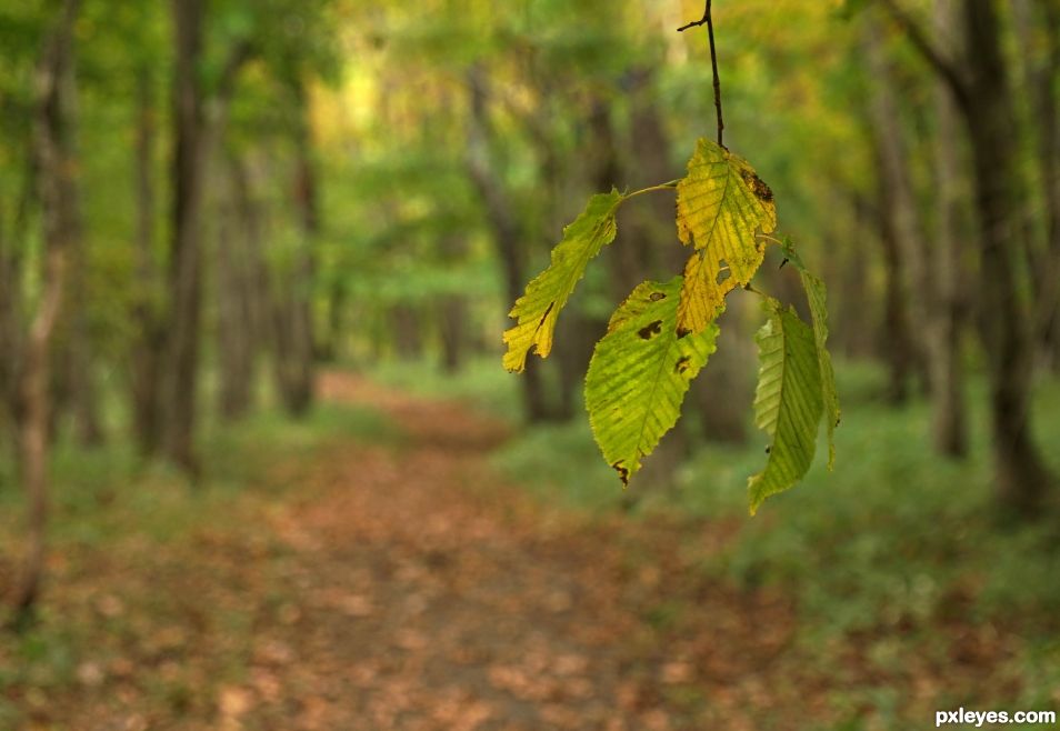 The Empty Path Beyond