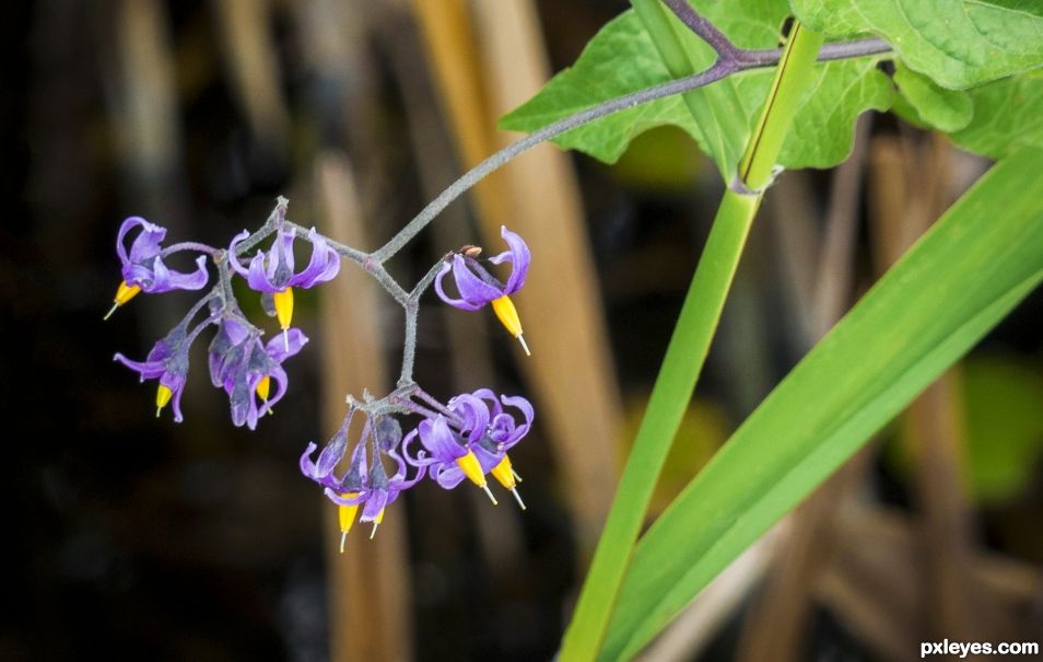 Solanum dulcamara