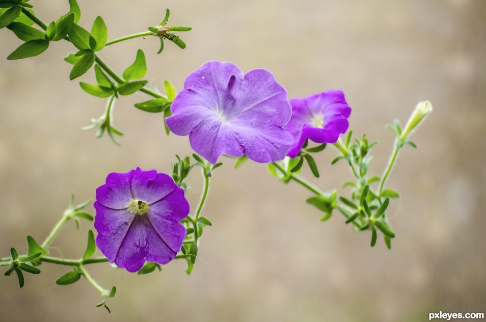 Petunias