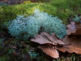 Moss