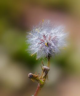 Dandelion