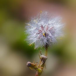 Dandelion Picture